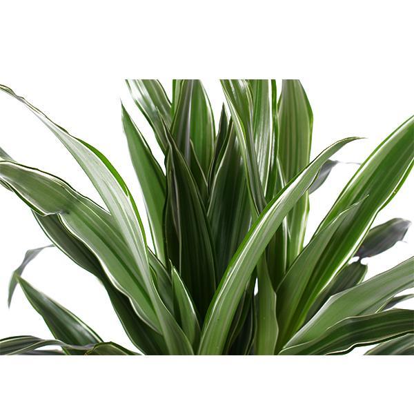 Dracaena Warneckii