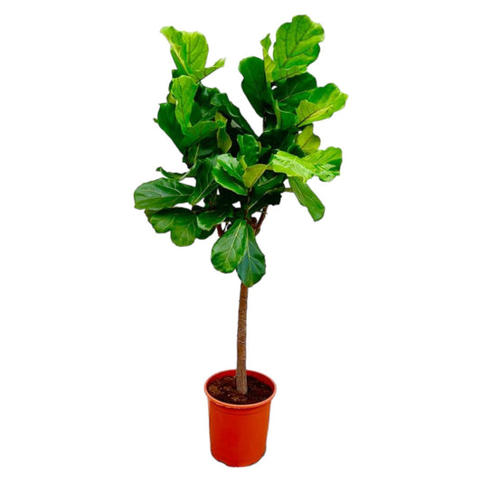 Ficus Lyrata Baum