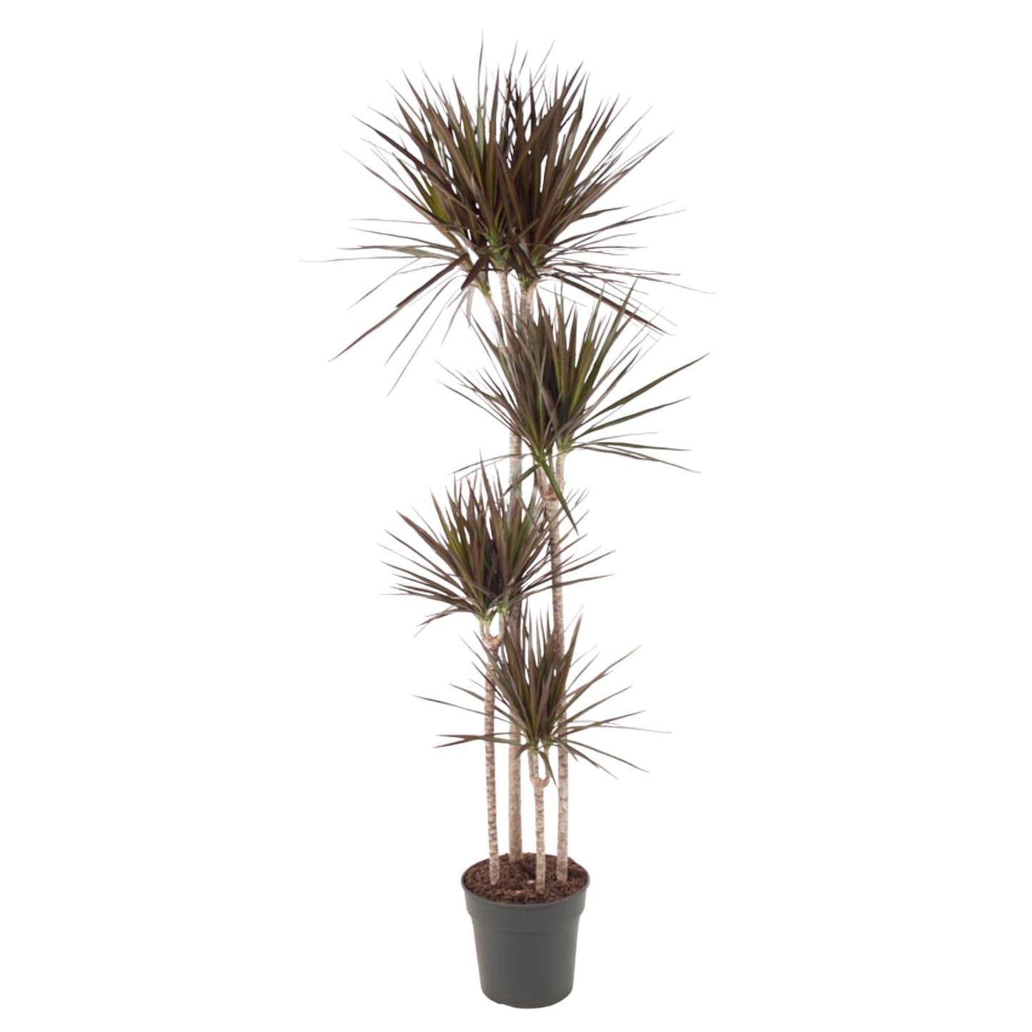 Dracaena Magenta