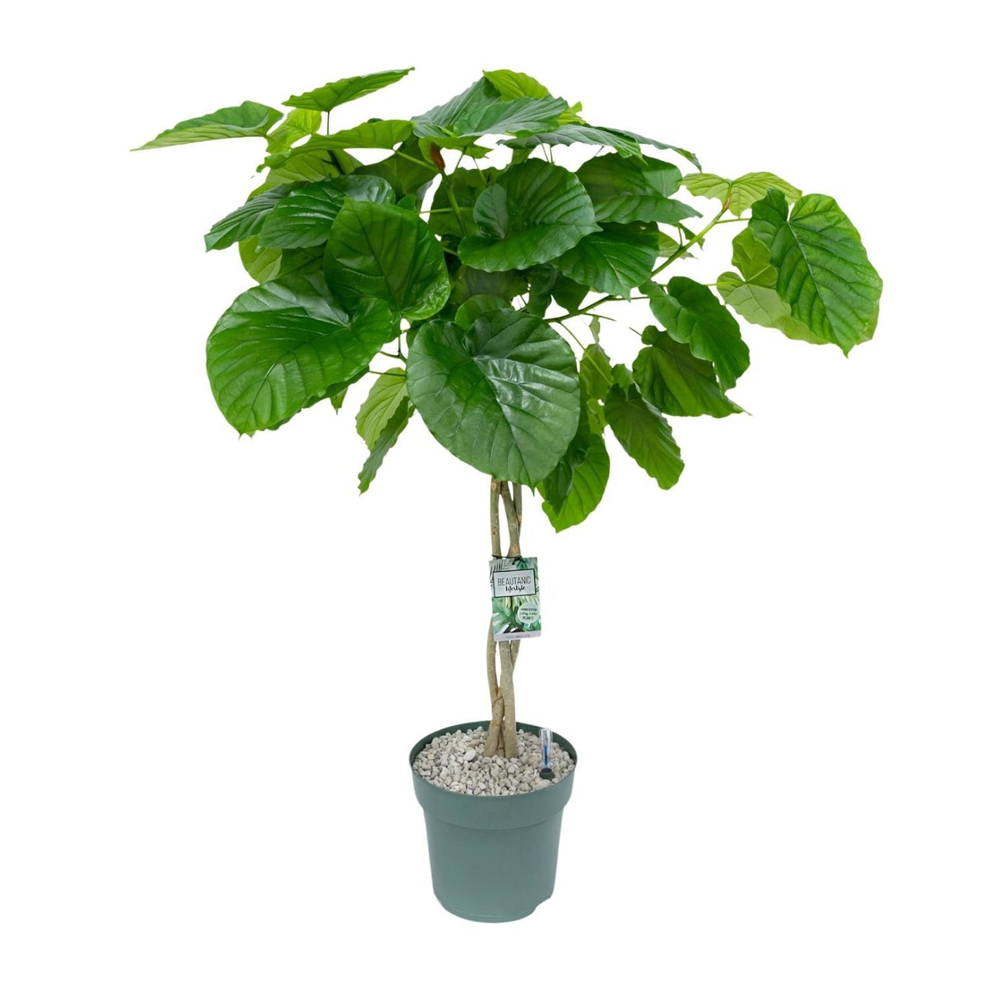 Ficus Umbellata geflochten