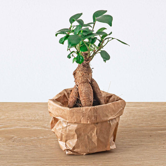 Ficus Ginseng bonsai - Microcarpa