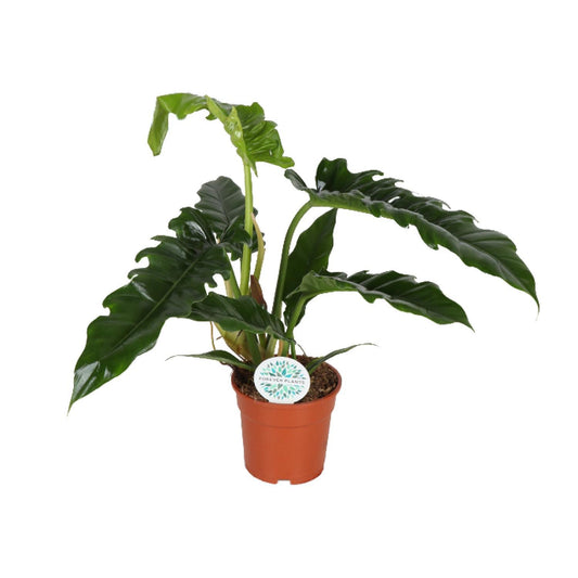 Philodendron Narrow