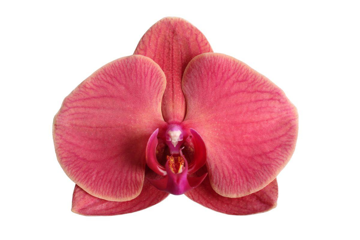 Phalaenopsis Narbonne