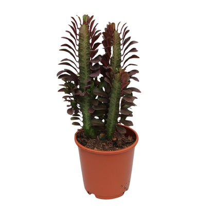 Euphorbia Trigona Rubra