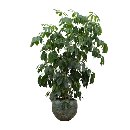 Schefflera Amate