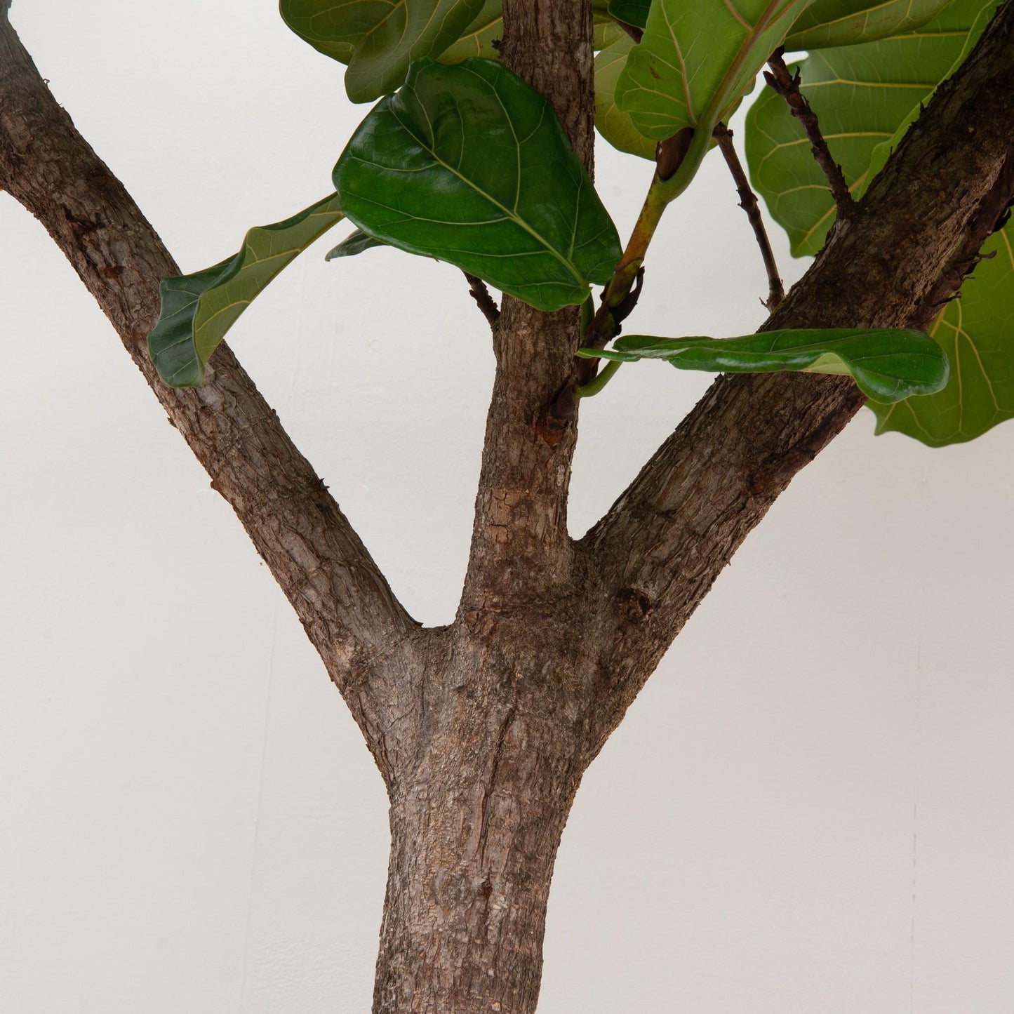 Ficus Lyrata Baum