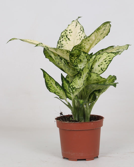 Dieffenbachia Amy