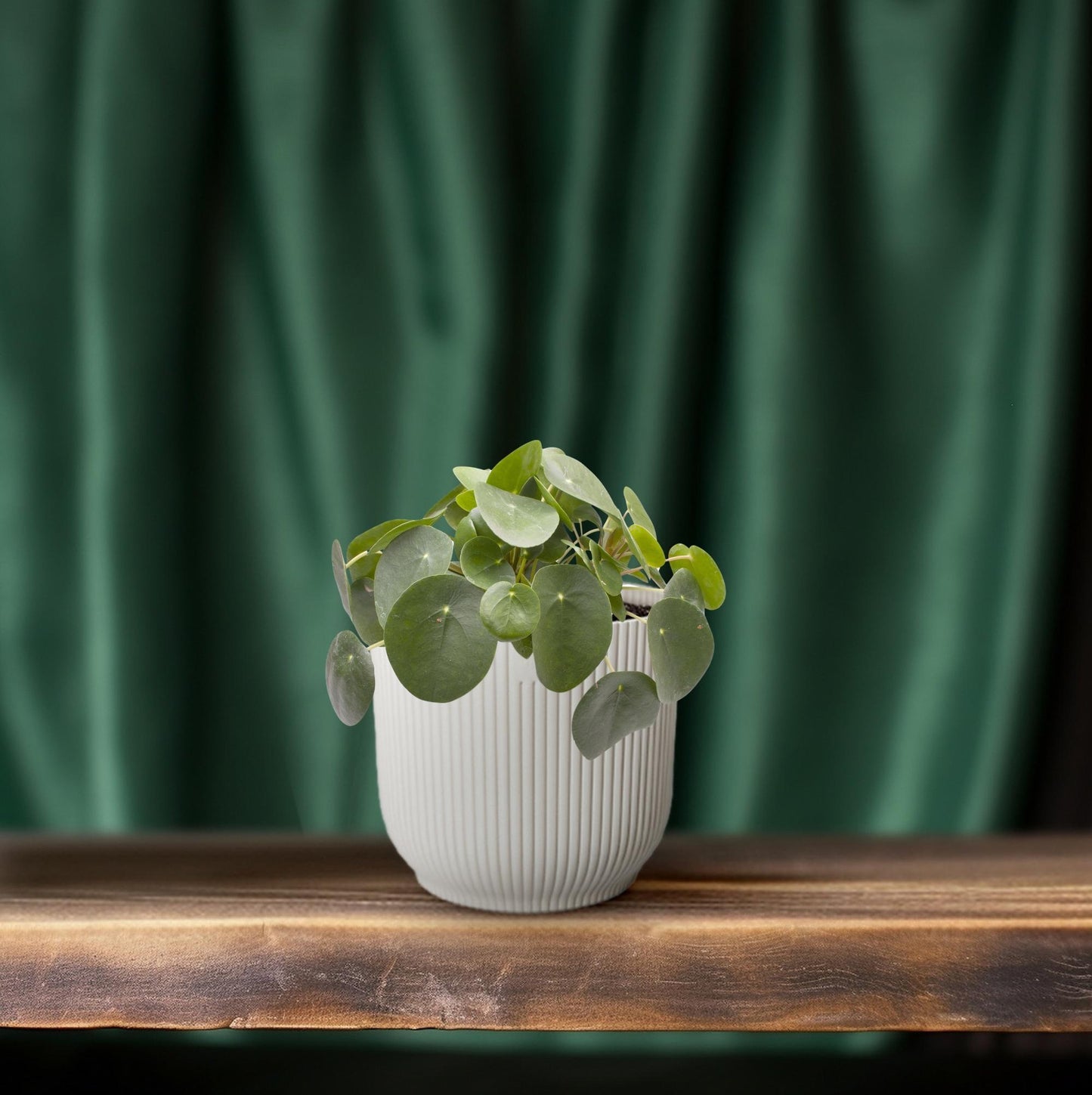 Pilea Peperomioides