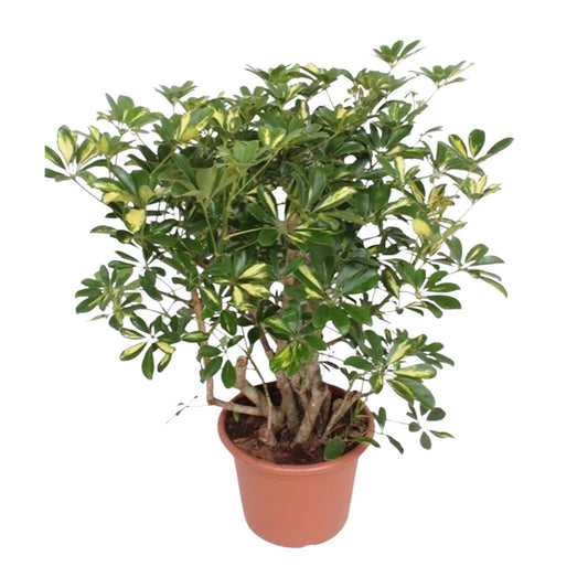 Schefflera Gold Capella verzweigt