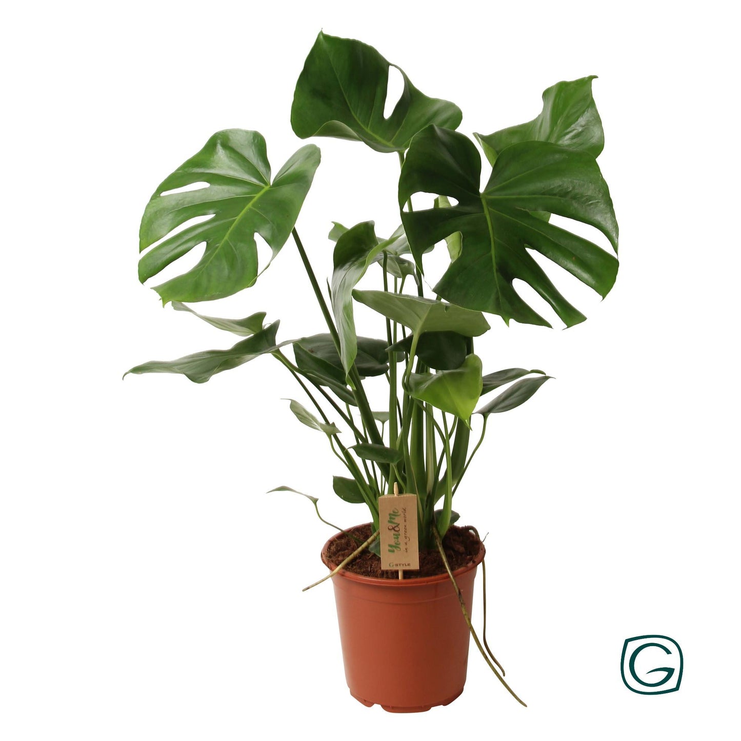 Monstera Deliciosa