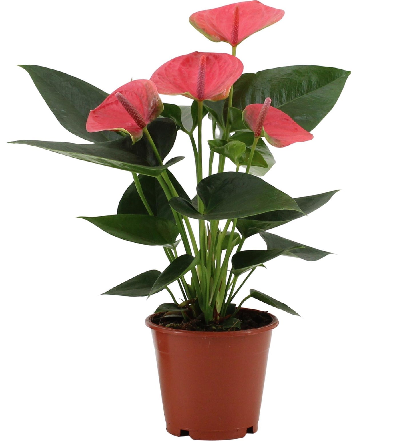 Anthurium Sweet Dream