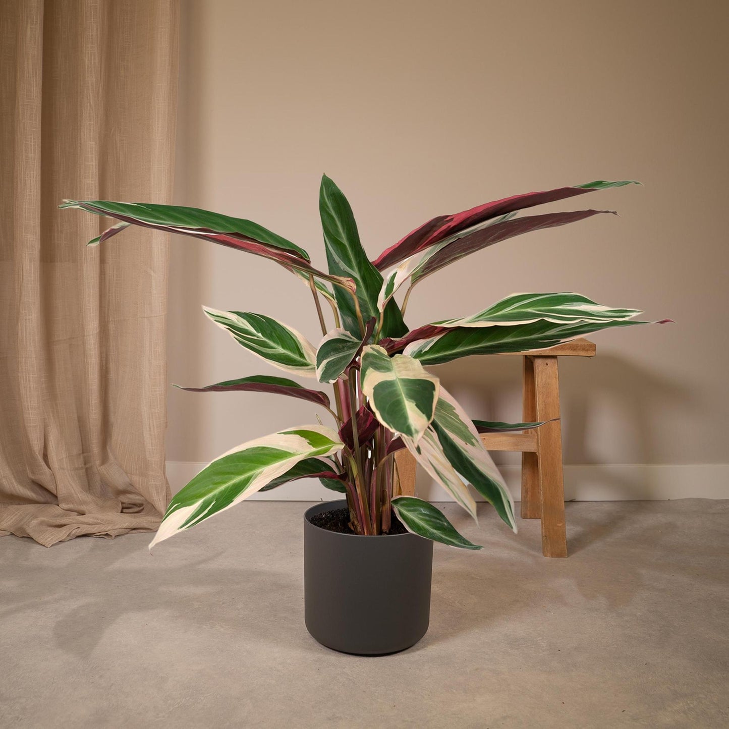 Calathea Triostar - Pauwenplant