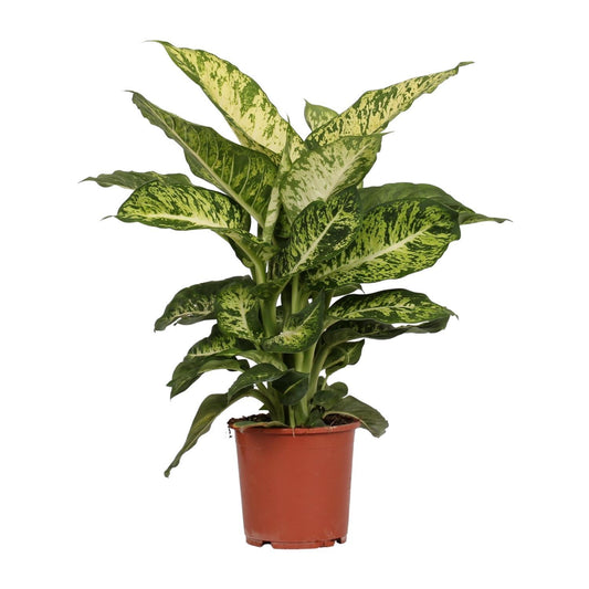 Dieffenbachia Mars