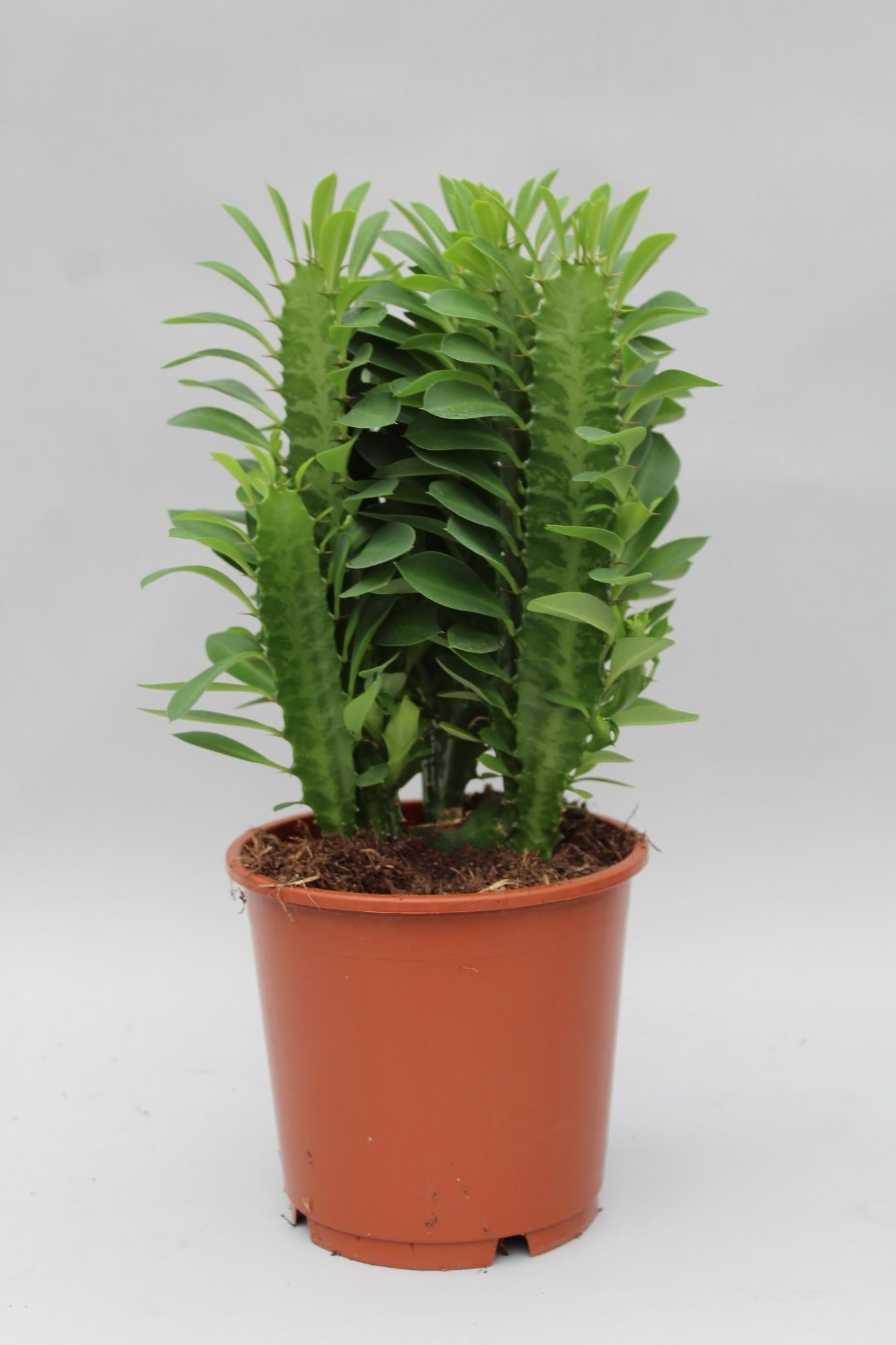 Euphorbia Trigona