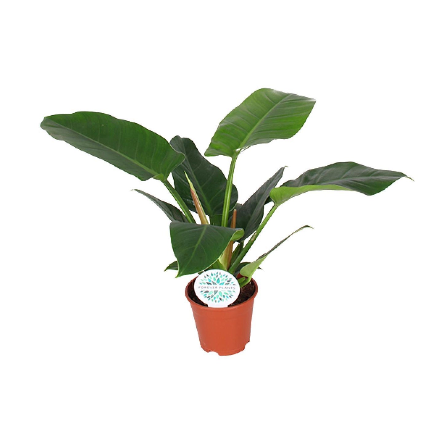 Philodendron Imperial Green