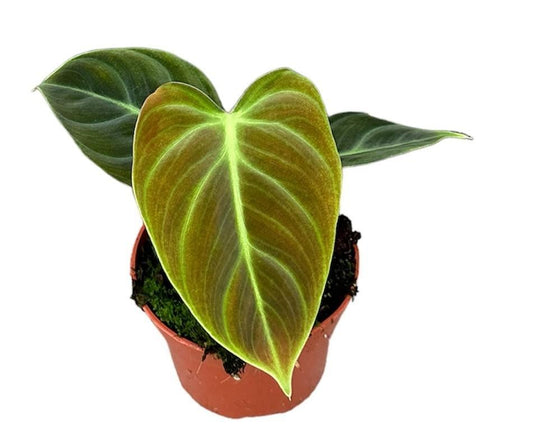 Philodendron El Choco Red