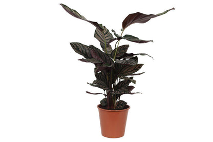 Calathea Sanderiana