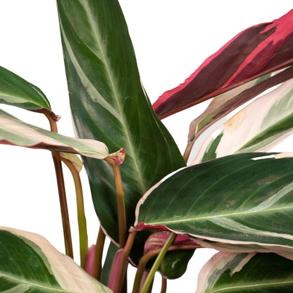 Calathea Triostar - Pauwenplant