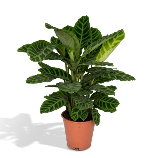 Calathea Zebrina - Pauwenplant