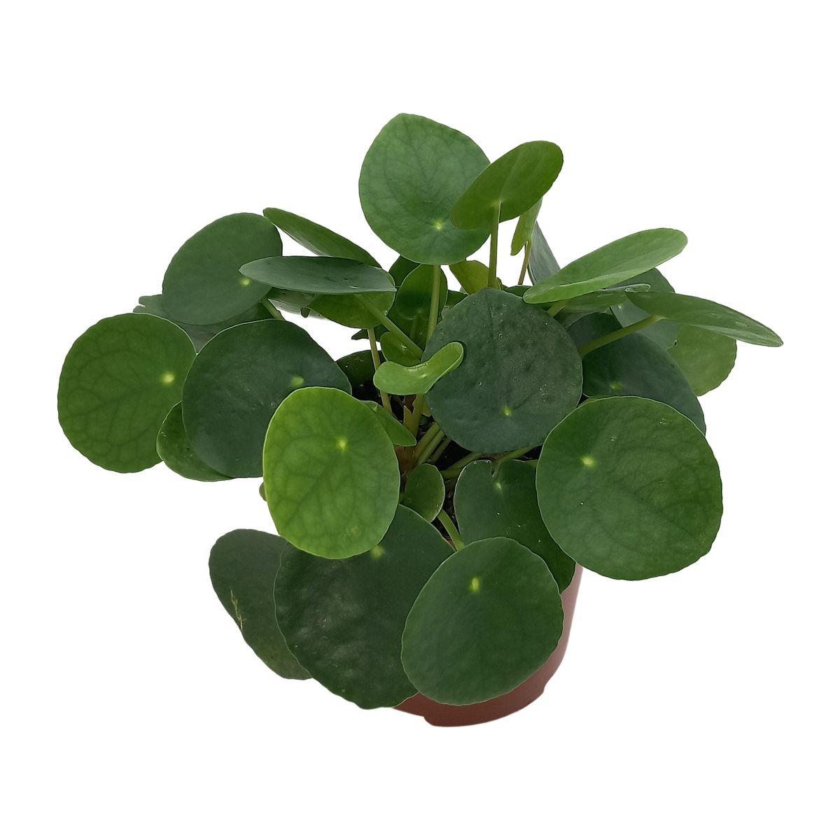 Pilea Peperomioides