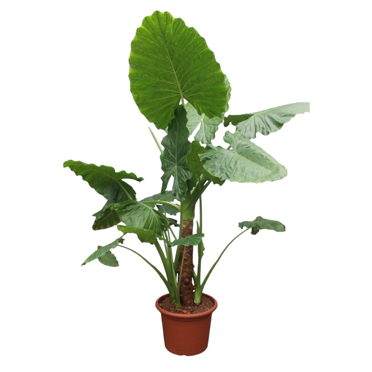 Alocasia Macrorrhiza - Plus-Size