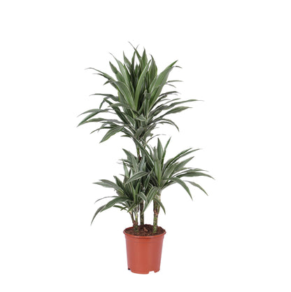 Dracaena Warneckii