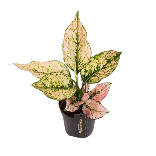 Aglaonema Rosy