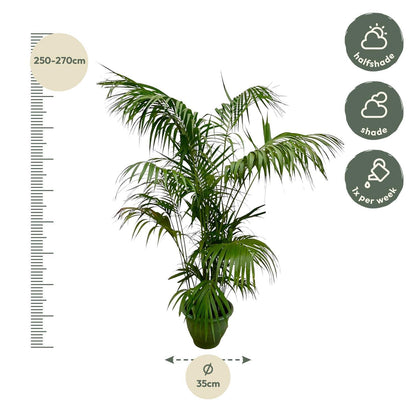 Kentia Palm XXL