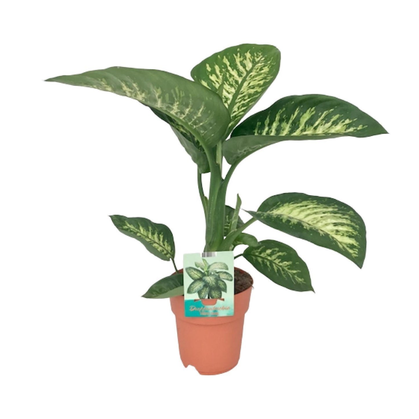 Dieffenbachia Seguine Tropic Snow