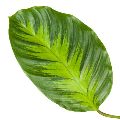 Calathea Misto