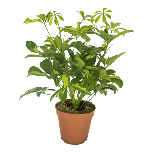 Schefflera Gerda