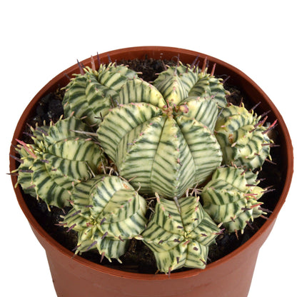 Euphorbia meloformis variegata