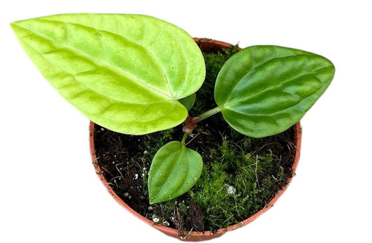 Anthurium Villenaorum x Luxurians