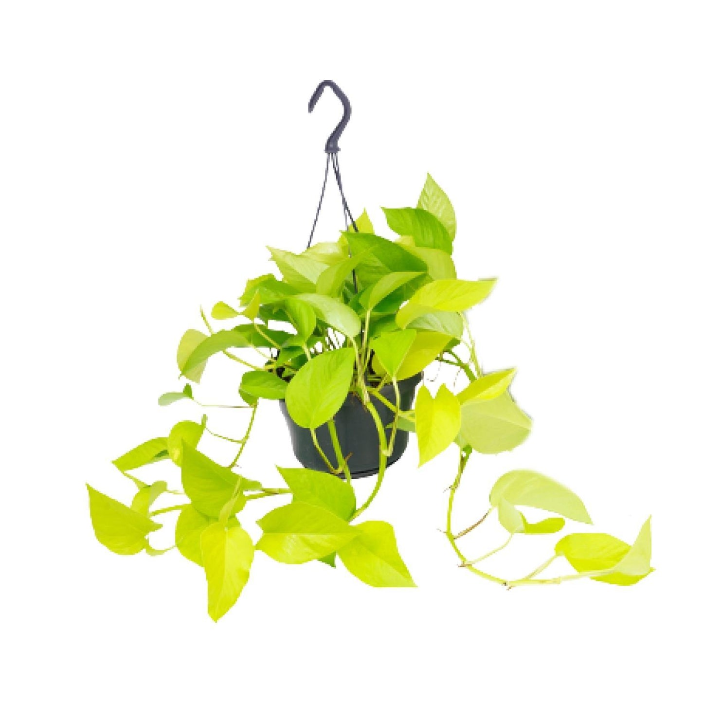 Epipremnum Golden Pothos