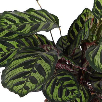 Calathea Makoyana