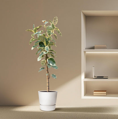 Ficus Tineke auf Stamm