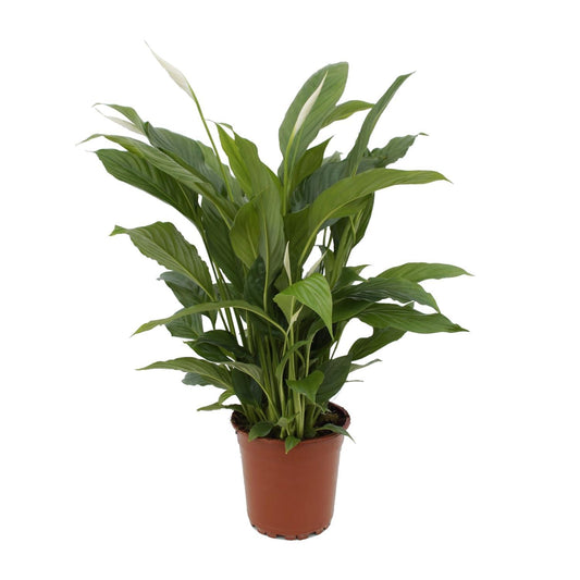 Spathiphyllum Torelli