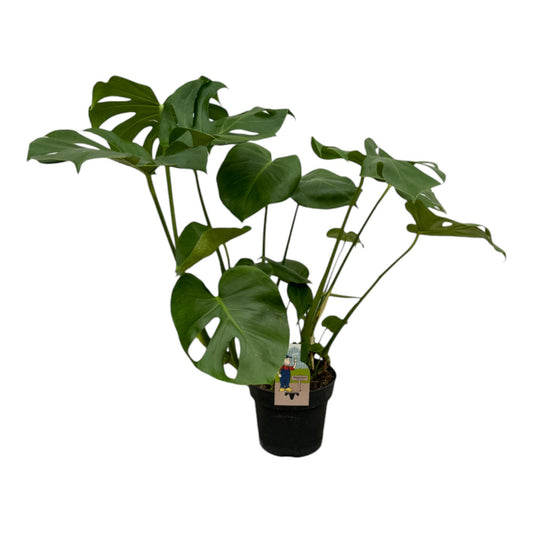 Monstera Deliciosa