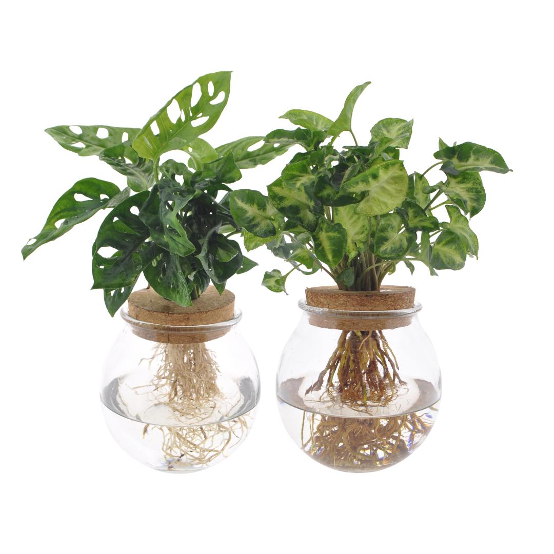 Bolglas Duo Monstera Adansonii/Syngonium Green - 2 Stück