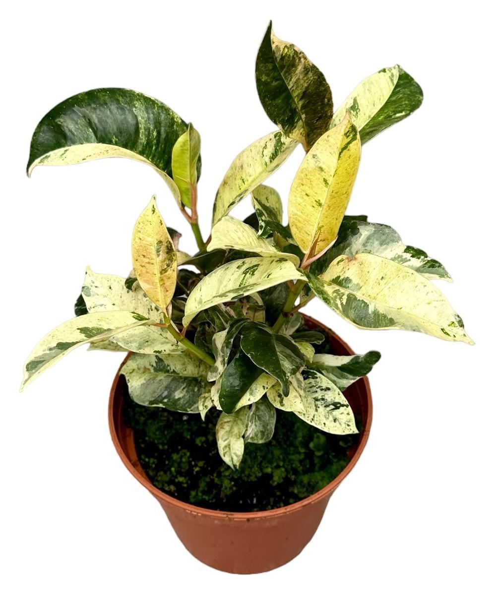 Ficus Moonshine Shivereana