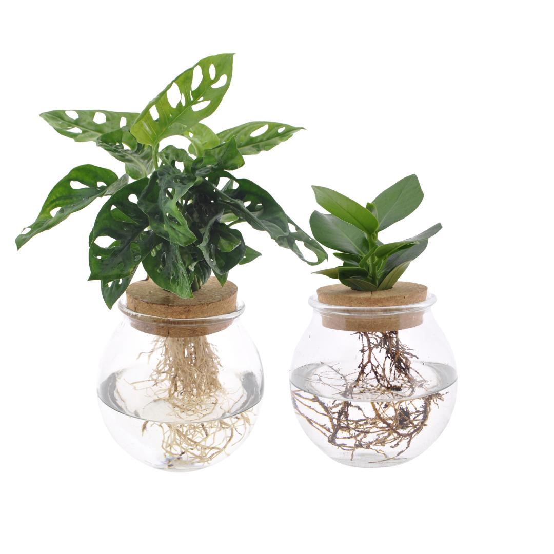 Bolglas Duo Monstera Adansonii/Clusia - 2 Stück