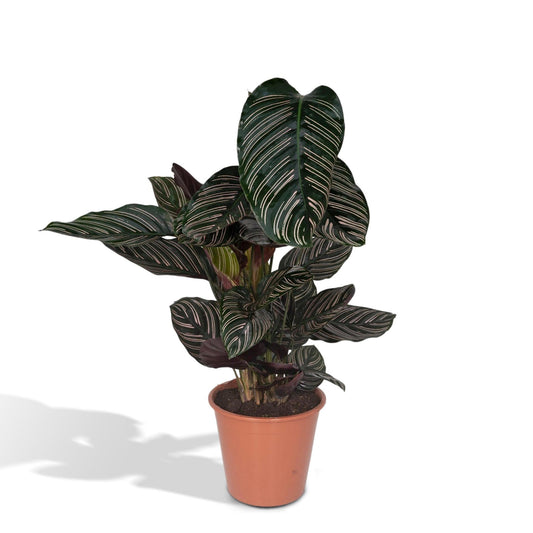 Calathea Ornata