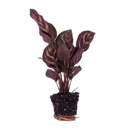 Calathea Makoyana - Terrarienpflanze