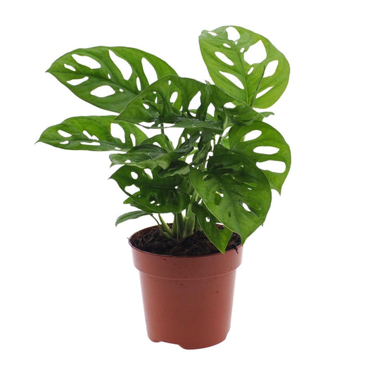 Monstera Monkey Leaf