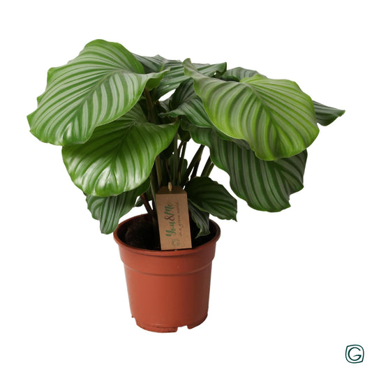 Calathea Orbifolia