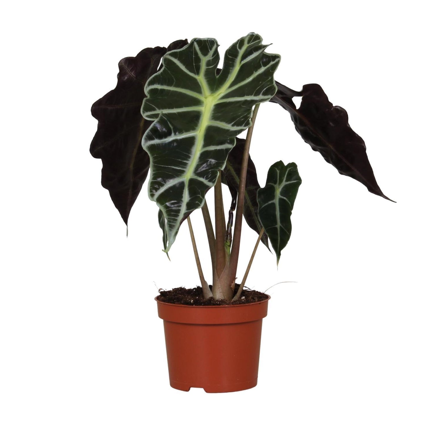 Alocasia Amazonica Polly