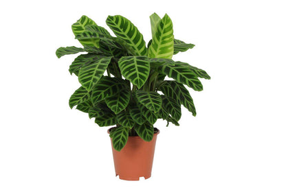 Calathea Zebrina