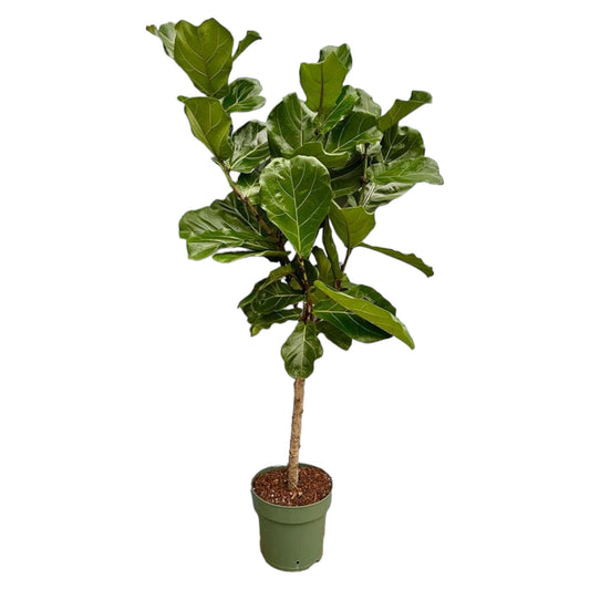 Ficus Lyrata Stamm