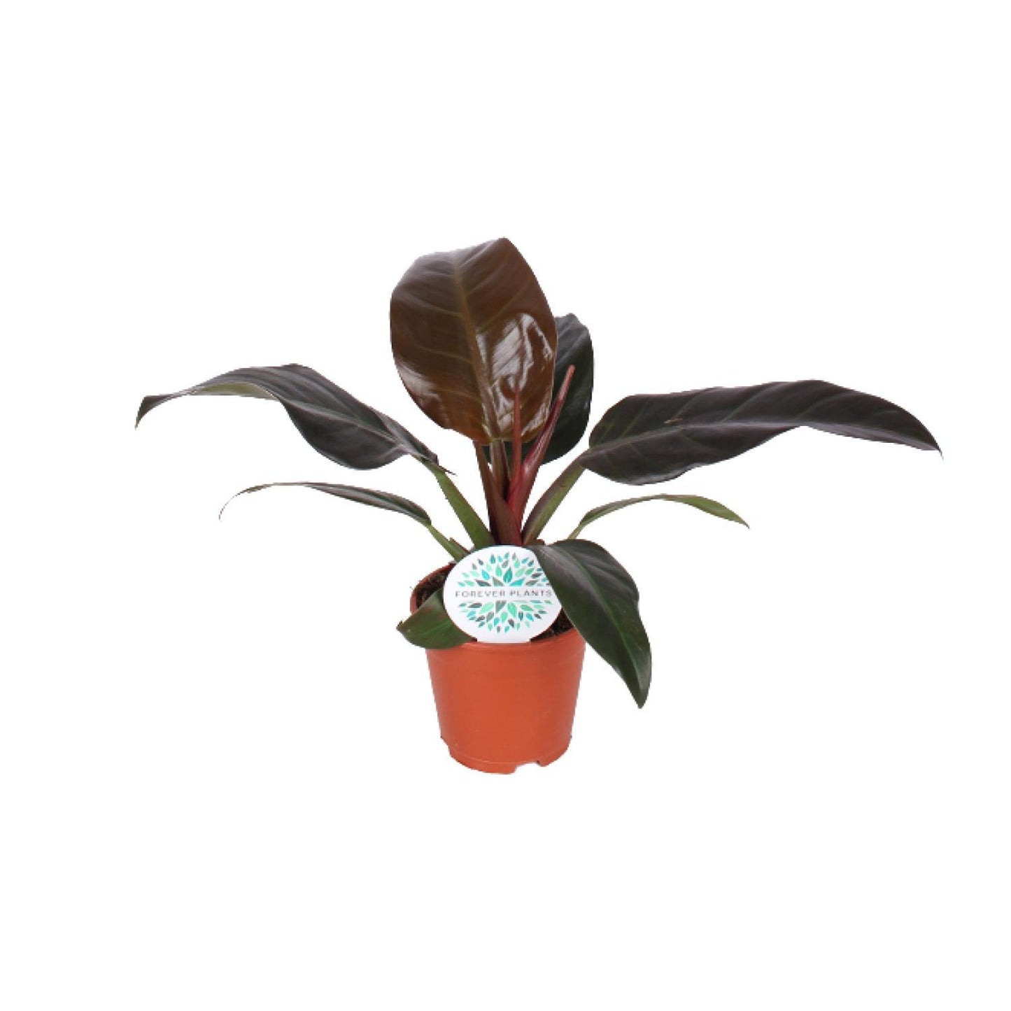 Philodendron Imperial Red