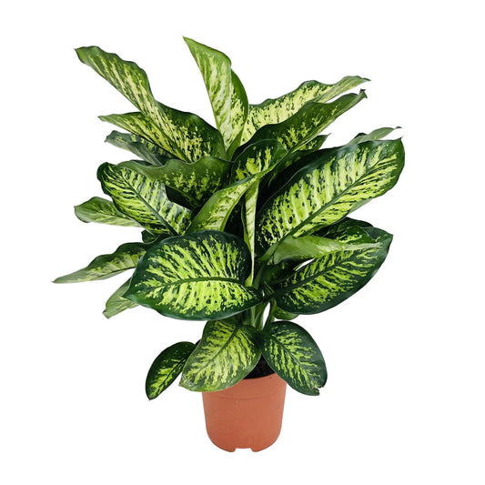 Dieffenbachia Camilla